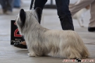 hundeausstellung-berlin-2011_8872