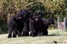 schwarzer-terrier-002-0284