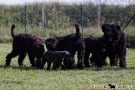schwarzer-terrier-004-0336