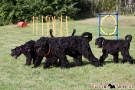 schwarzer-terrier-005-0367