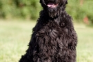 schwarzer-terrier-007-8781