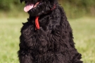 schwarzer-terrier-008-8801