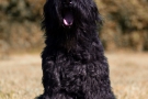 schwarzer-terrier-011-8942