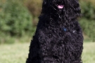 schwarzer-terrier-017-9009