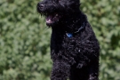 Schwarzer Terrier 201008