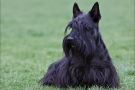 Scottish Terrier Frühjahr 2012