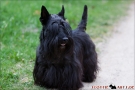 Scottish Terrier Frühjahr 2012