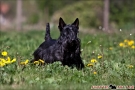 Scottish Terrier Frühjahr 2012