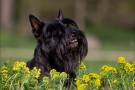 Scottish Terrier Frühjahr 2012