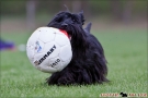 Scottish Terrier Frühjahr 2012