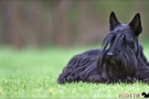 Scottish Terrier Frühjahr 2012