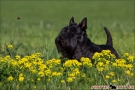 Scottish Terrier Frühjahr 2012