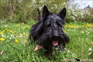 Scottish Terrier Frühling 2013