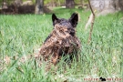 Scottish Terrier Frühling 2013