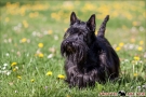 Scottish Terrier Frühling 2013