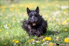 Scottish Terrier Frühling 2013