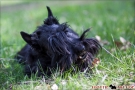 Scottish Terrier Frühling 2013