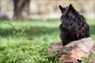 Scottish Terrier Frühling 2013