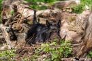 Scottish Terrier Frühling 2013