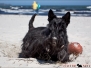 Scottish Terrier Ostsee Mai 2011