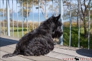 Scottish-Terrier_Ostsee-2011_0422