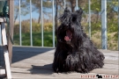 Scottish-Terrier_Ostsee-2011_0524