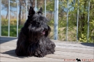 Scottish-Terrier_Ostsee-2011_0531