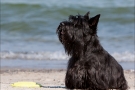 Scottish-Terrier_Ostsee-2011_0733