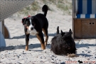 Scottish Terrier Ostsee Mai 2011