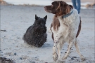 Scottish-Terrier_Ostsee-2011_0994