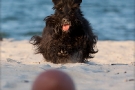 Scottish-Terrier_Ostsee-2011_1094