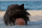 Scottish Terrier Ostsee Mai 2011