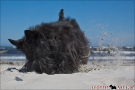 Scottish-Terrier_Ostsee-2011_1487