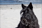 Scottish-Terrier_Ostsee-2011_1512-1