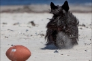 Scottish-Terrier_Ostsee-2011_1547-1