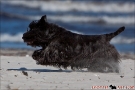 Scottish-Terrier_Ostsee-2011_1588-1