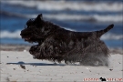 Scottish Terrier Ostsee Mai 2011