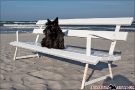 Scottish-Terrier_Ostsee-2011_2107-1