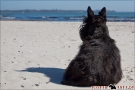 Scottish-Terrier_Ostsee-2011_2303