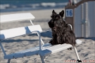 Scottish-Terrier_Ostsee-2011_2416-1