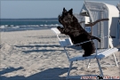 Scottish-Terrier_Ostsee-2011_2463-1