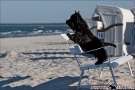 Scottish-Terrier_Ostsee-2011_2469-1