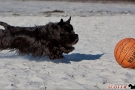 Scottish Terrier Ostsee Mai 2011