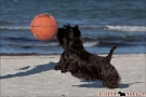 Scottish Terrier Ostsee Mai 2011