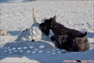 Scottish-Terrier_Ostsee-2011_2768