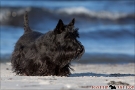 Scottish Terrier Ostsee Mai 2011