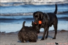 Scottish Terrier Ostsee Mai 2011