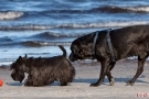 Scottish-Terrier_Ostsee-2011_2882-1