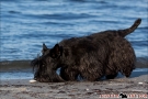 Scottish-Terrier_Ostsee-2011_2892-1