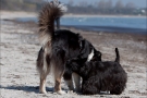 Scottish Terrier Ostsee Mai 2011